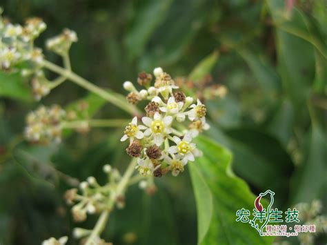 樟樹開花|樟樹